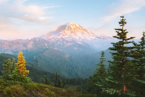 A mountain at sunset with pines in front